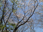 弁天山公園 - 桜の花