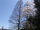 長命館公園 - いい感じの木