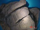 魚竜館 - 化石２
