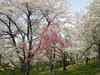 加護坊山の二千本桜