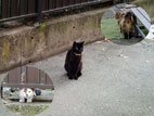 山下食堂 - 玄関まで出会った猫たち