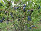 森の中の果樹園 - ブルーベリー