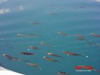 田沢湖のボート - 一緒に泳ぐ魚