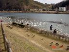 白石川河川公園の白鳥とガン