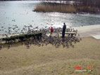 白石川河川公園の白鳥とガン２