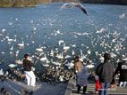 加瀬沼公園の白鳥とガン
