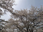 加護坊山 - 空と桜