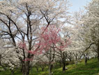 加護坊山 - ピンクの桜