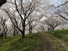 加護坊山 - 桜の道１