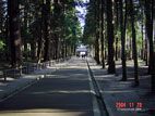日本三景・松島 - 杉木立の参道