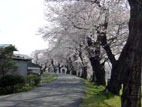 一目千本桜 - 歩道の桜