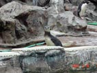 マリンピア松島水族館 - ペンギン
