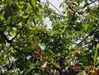 槙農園 - サクランボの木１