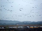 蕪栗沼 - 黒山の鳥