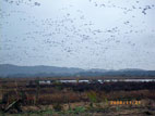 蕪栗沼 - 渡り鳥がいっぱい