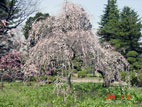 佐藤農場・梅祭り - しだれ梅の木の花