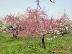 佐藤農場・梅祭り - ピンクの花の梅の木