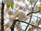 塩釜神社 - 桜２