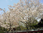 塩釜神社 - 桜３