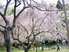 塩釜神社 - 桜１
