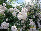 東沢バラ公園 - 白いバラ