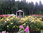 東沢バラ公園 - 黄色いバラ