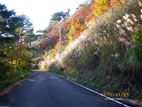 秋の面白山・紅葉川渓谷 - ススキ