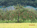 道の駅あさひまち・りんごの森 - 傍らのりんごの木