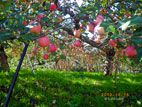 花岡荘 - 途中にたくさんあったリンゴの木