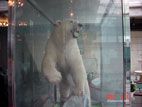東北健康スタジアム・テルブ - 北極熊の剥製