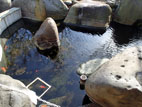 ホテルシンフォニーアネックス - 鯉の泳ぐ池